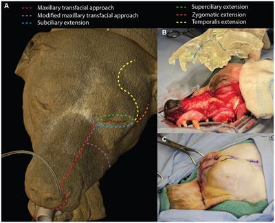 Application of a maxillary transfacial approach to the caudal oral cavity and orbitozygomaticomaxillary complex in dogs